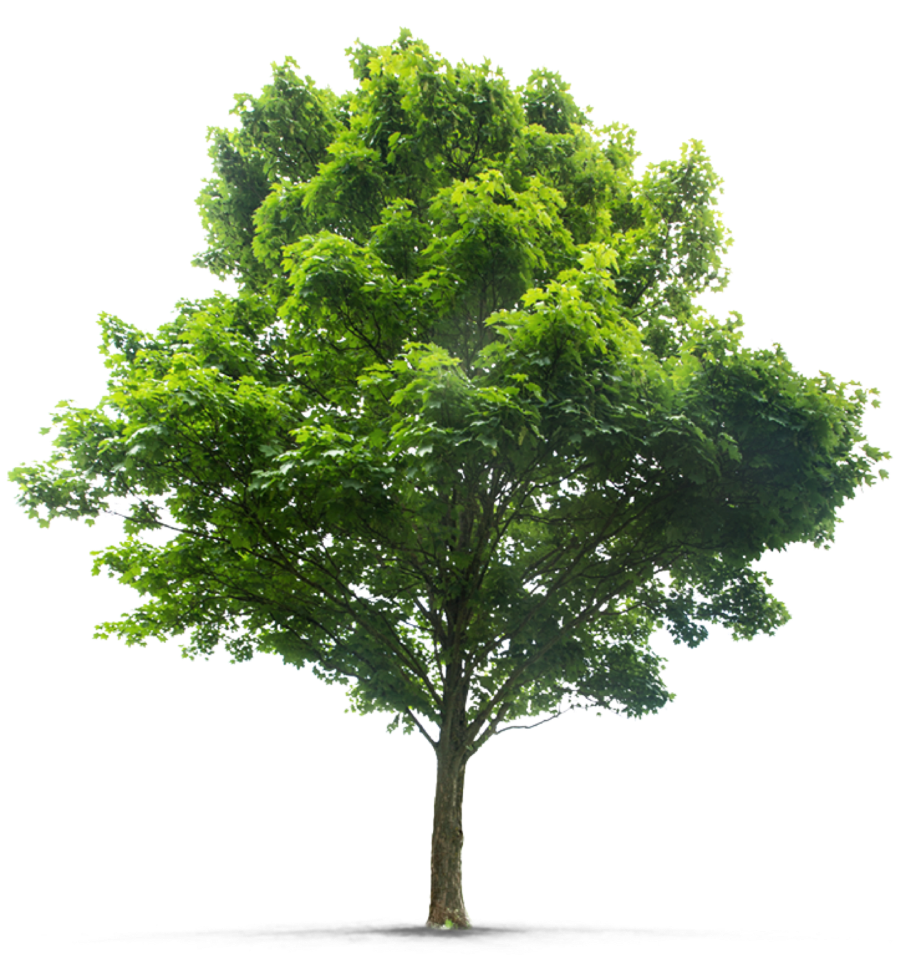 Hansen's Tree Service operations and team