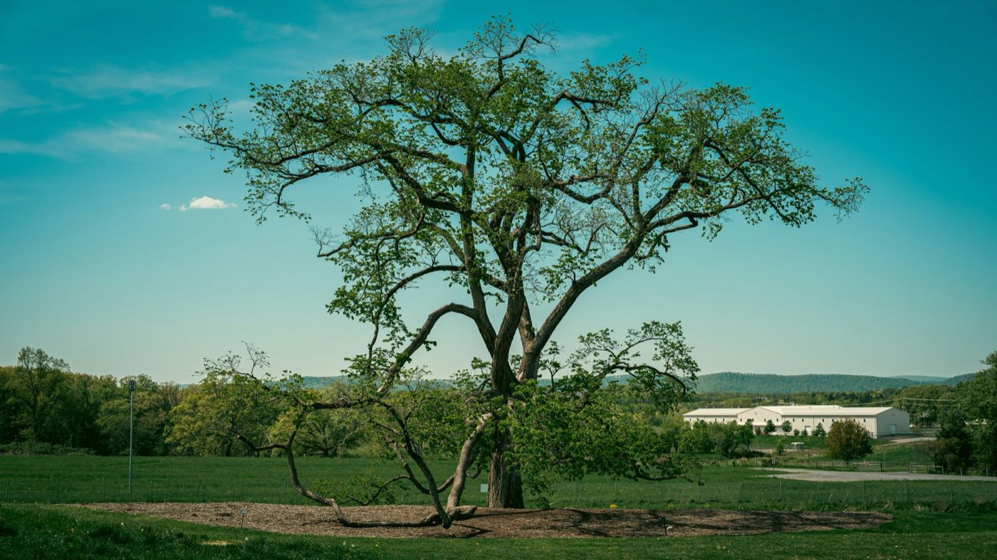 Tree Consultation