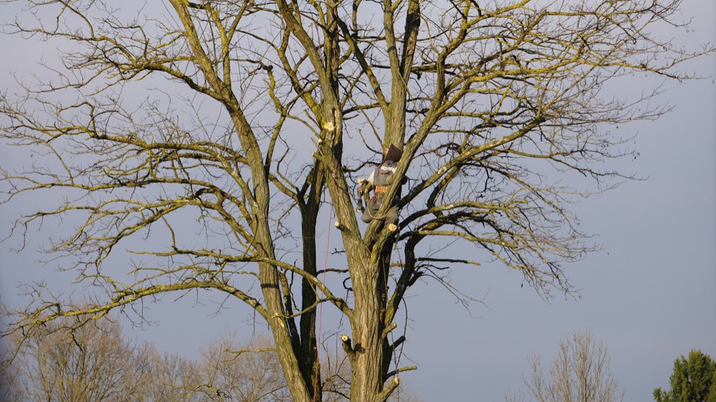 Tree Fertilization