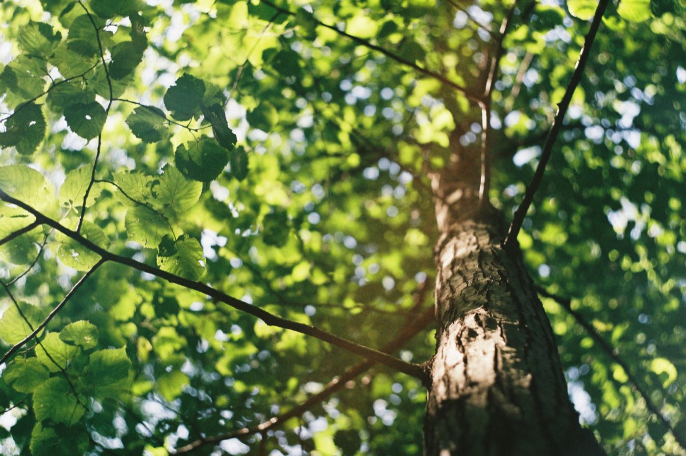 Tree Inspection