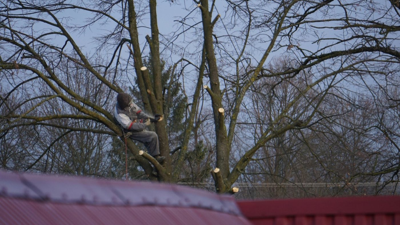 Tree Removal