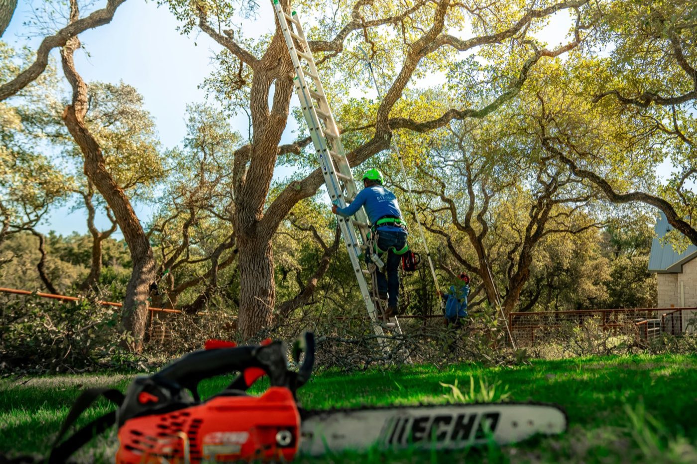 Tree Trimming